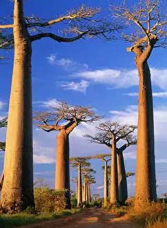 Avenues: BAOBAB / Boab trees - At sunset