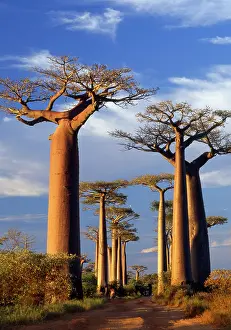 Avenues: Baobab / Boab Trees - at sunset