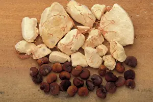 Bread: Baobab / Monkey-bread tree - Monkey-bread and the seeds