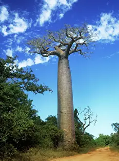 Baobab: Baobab Tree