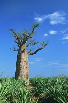 Boabs: BAOBAB tree