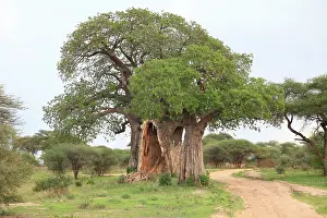 Adansonia: Baobab Tree
