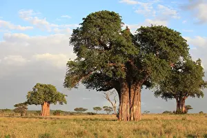 Adansonia: Baobab Tree