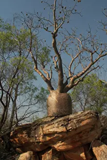 Boabs: Baobab Tree - Known as Boab Tree in Australia where