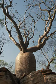 Boabs: Baobab Tree - Known as Boab Tree in Australia where