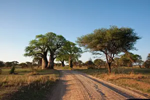 Baobab: Baobab Tree - at roadside