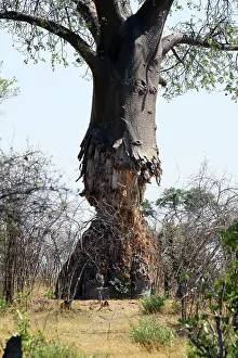 Baobab: Baobab Tree - showing trunk partially eaten by