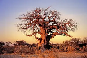 Digitalis: Baobab Tree winter