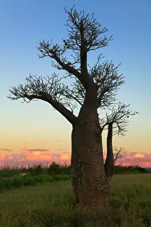 Adansonia: Baobab trees (Adansonia), Berenty, Toliara