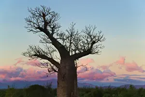 Adansonia: Baobab trees (Adansonia), Berenty, Toliara
