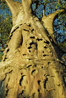 Boabs: Baobab - trunk