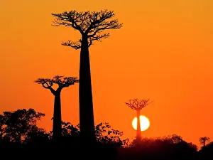 Daybreaks: Baobabs (Adansonia grandidieri) at sunrise. Gene
