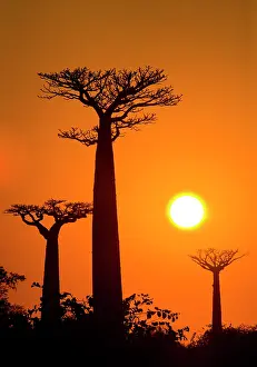 Circles: Baobabs (Adansonia grandidieri) at sunrise. Gene