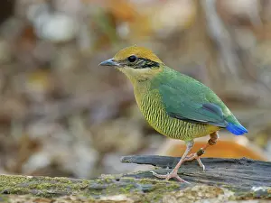 Vietnam: Bar Bellied Pitta female Hydrornis elliotii Cat