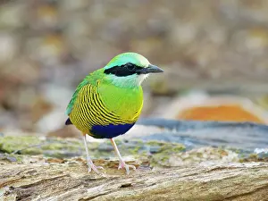 Vietnam: Bar Bellied Pitta Hydrornis elliotii Cat Tien National