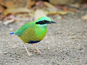 Vietnam: Bar Bellied Pitta Hydrornis elliotii Cat Tien National