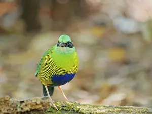 Vietnam: Bar Bellied Pitta Hydrornis elliotii Cat Tien National