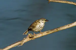 Honeyeaters: Bar-breasted Honeyeater