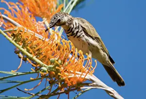 Grevillea: Bar-breasted Honeyeater - feeding on Fern-leafed
