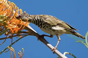 Grevillea: Bar-breasted Honeyeater - feeding on Fern-leafed
