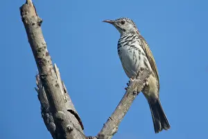 Fasciatus: Bar-breasted Honeyeater - perched on a branch