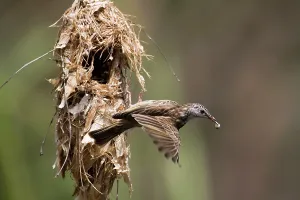 Faeces: Bar-breasted Honeyeater - removing dropping