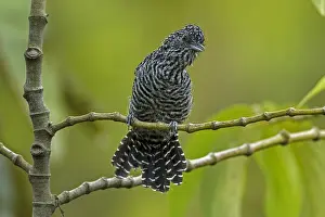 Claro: Bar-crested Antshrike (Thamnophilus multistriatus)