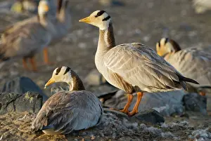 Latham: Bar-headed geese