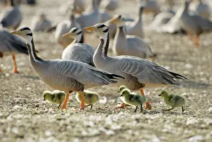 Brian Mcdairmant: Bar-headed Geese - With goslings
