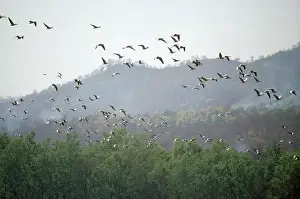 Oxygen: Bar-headed Geese - migrating over Himalayas, without oxygen
