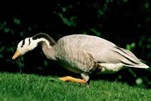 Wolfgang Wagner: BAR-HEADED GOOSE