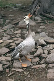 Tagged: Bar-headed Goose