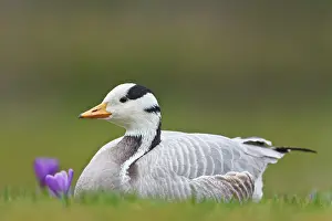 Indicus: Bar-headed Goose
