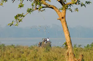 Indicus: Bar-headed Goose