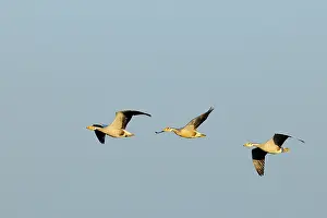 Indicus: Bar-headed Goose
