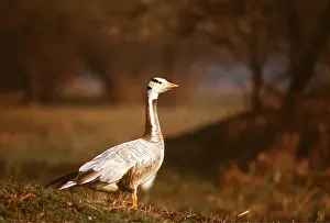 Jagdeep Rajput: BAR-HEADED GOOSE