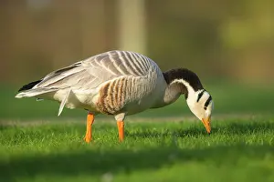 Hour: Bar-headed Goose