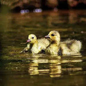 Sweet: Bar-headed Goose (Anser indicus), two chicks swimming