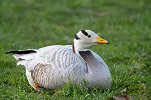 Indicus: Bar-headed goose (Anser indicus), sitting in the
