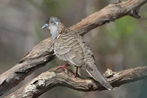 Geopelia: Bar-shouldered Dove