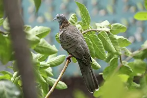 Geopelia: Bar-Shouldered DOVE
