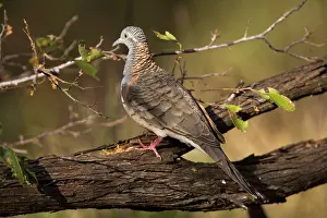 Geopelia: Bar-shouldered Dove