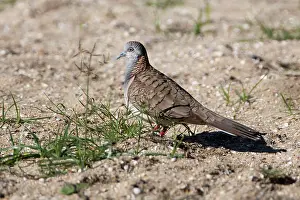 Geopelia: Bar-shouldered Dove