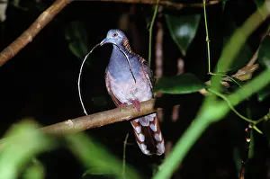 Geopelia: Bar-shouldered Dove
