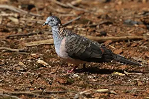 Shouldered: Bar-shouldered Dove