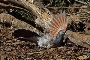 Shouldered: Bar-shouldered Dove