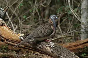 Shouldered: Bar-shouldered Dove