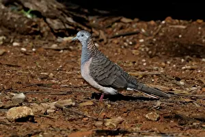 Geopelia: Bar-shouldered Dove