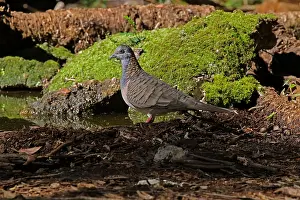 Geopelia: Bar-shouldered Dove