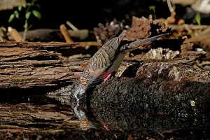 Shouldered: Bar-shouldered Dove